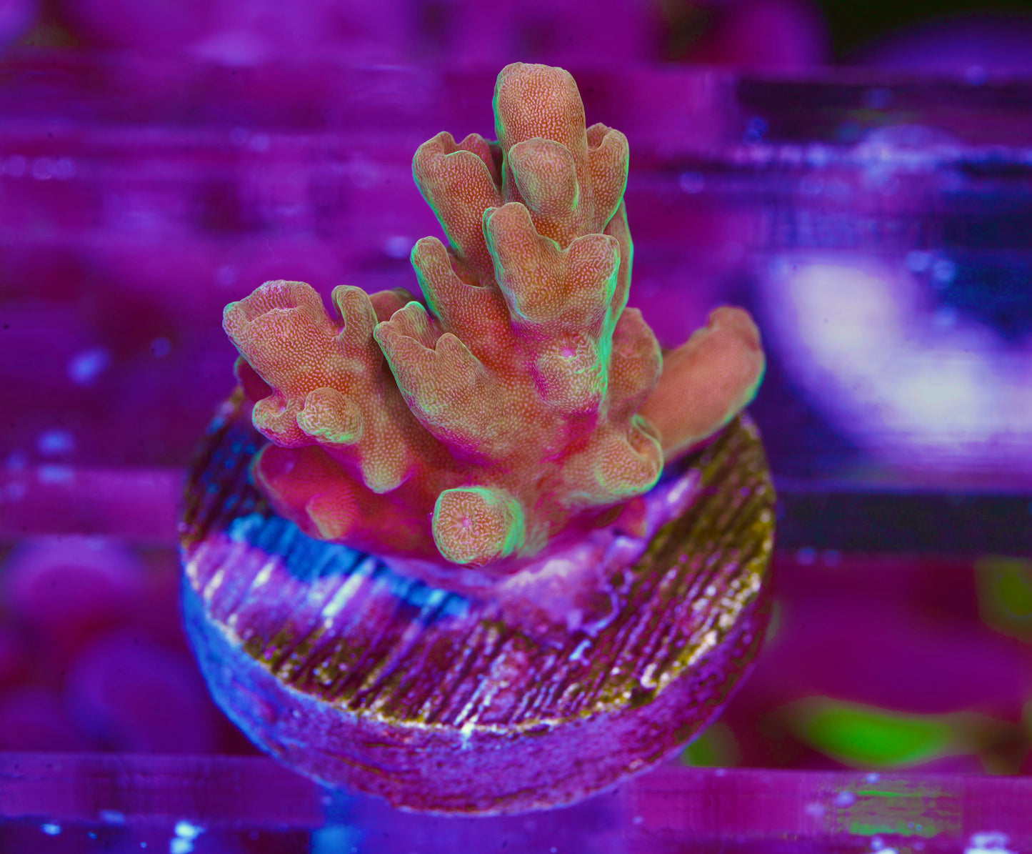 POTO Flamethrower Acropora - Aquacultured WYSIWYG