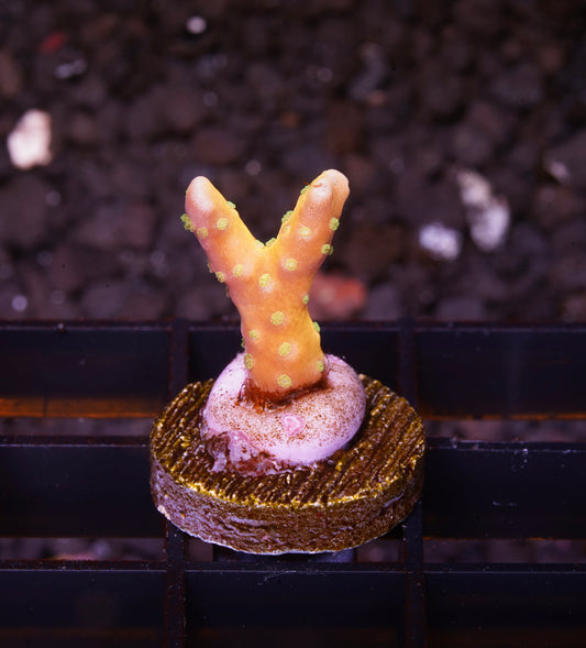 Tropicana Anacropora - Aquacultured WYSIWYG