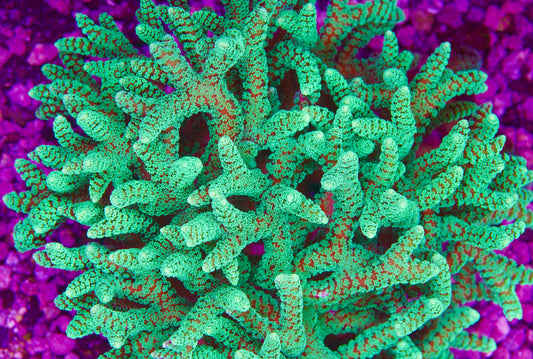 Neon Green Birdsnest Colony - Aquacultured WYSIWYG ~Softball size