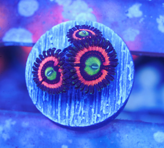 JF Daisy Duke Zoanthid - Aquacultured WYSIWYG