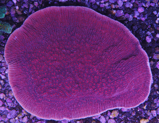 Vivid’s Purple Montipora Cap - Aquacultured WYSIWYG ~ 4 inches