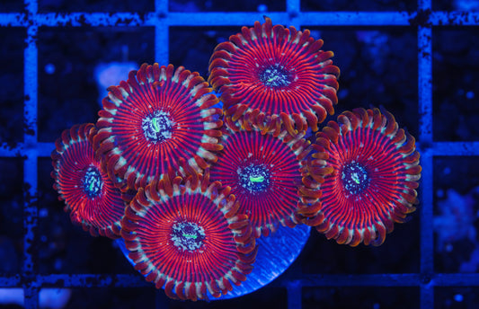 Magician Zoanthid - Aquacultured WYSIWYG