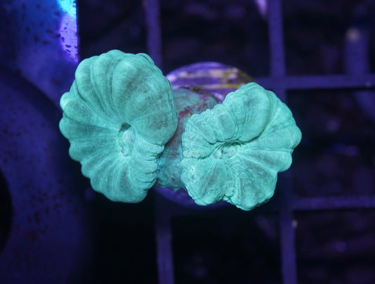 Teal Candy Canes - Aquacultured WYSIWYG