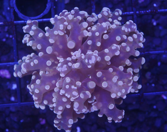 Pink Frogspawn - Aquacultured WYSIWYG