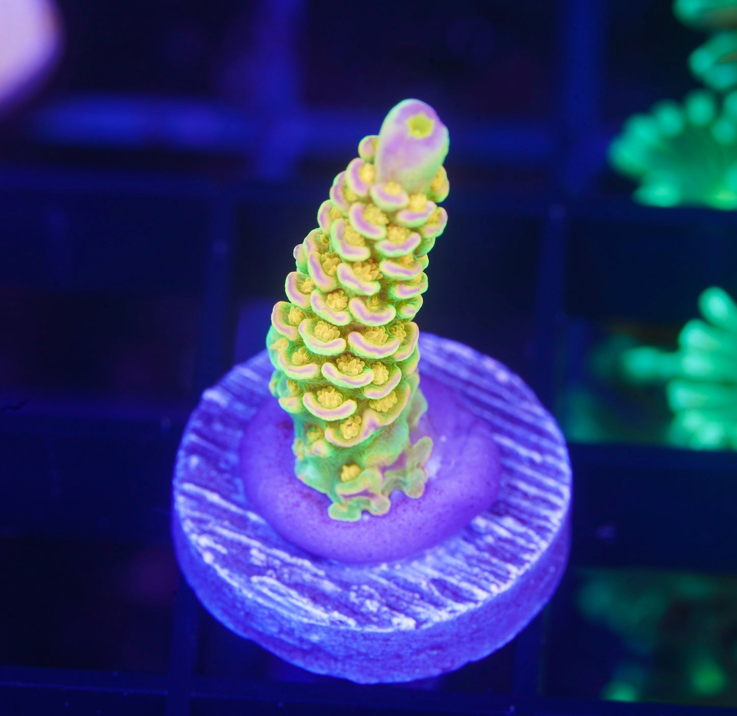 Walt Disney Acropora - Aquacultured WYSIWYG