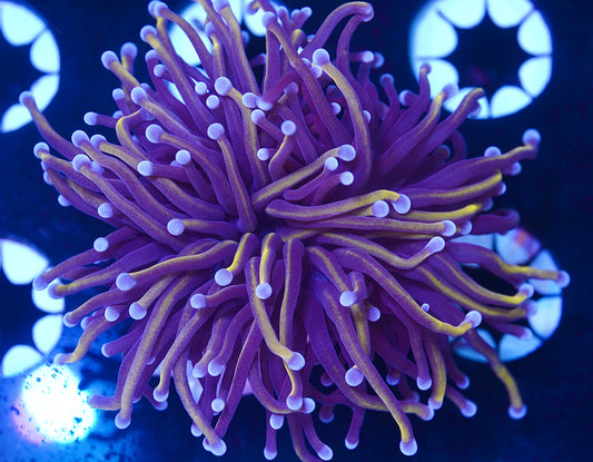 Indo Gold Torch - Aquacultured WYSIWYG ~1 Head