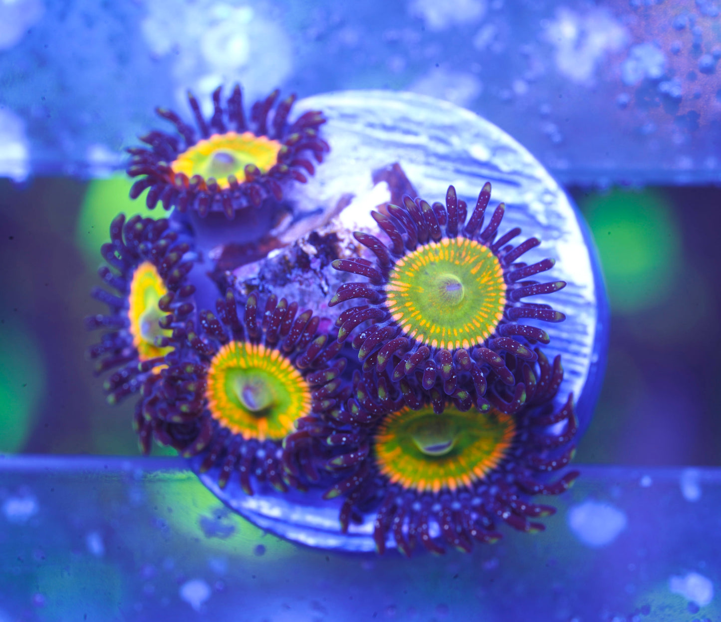Sunny D Zoanthid - Aquacultured WYSIWYG