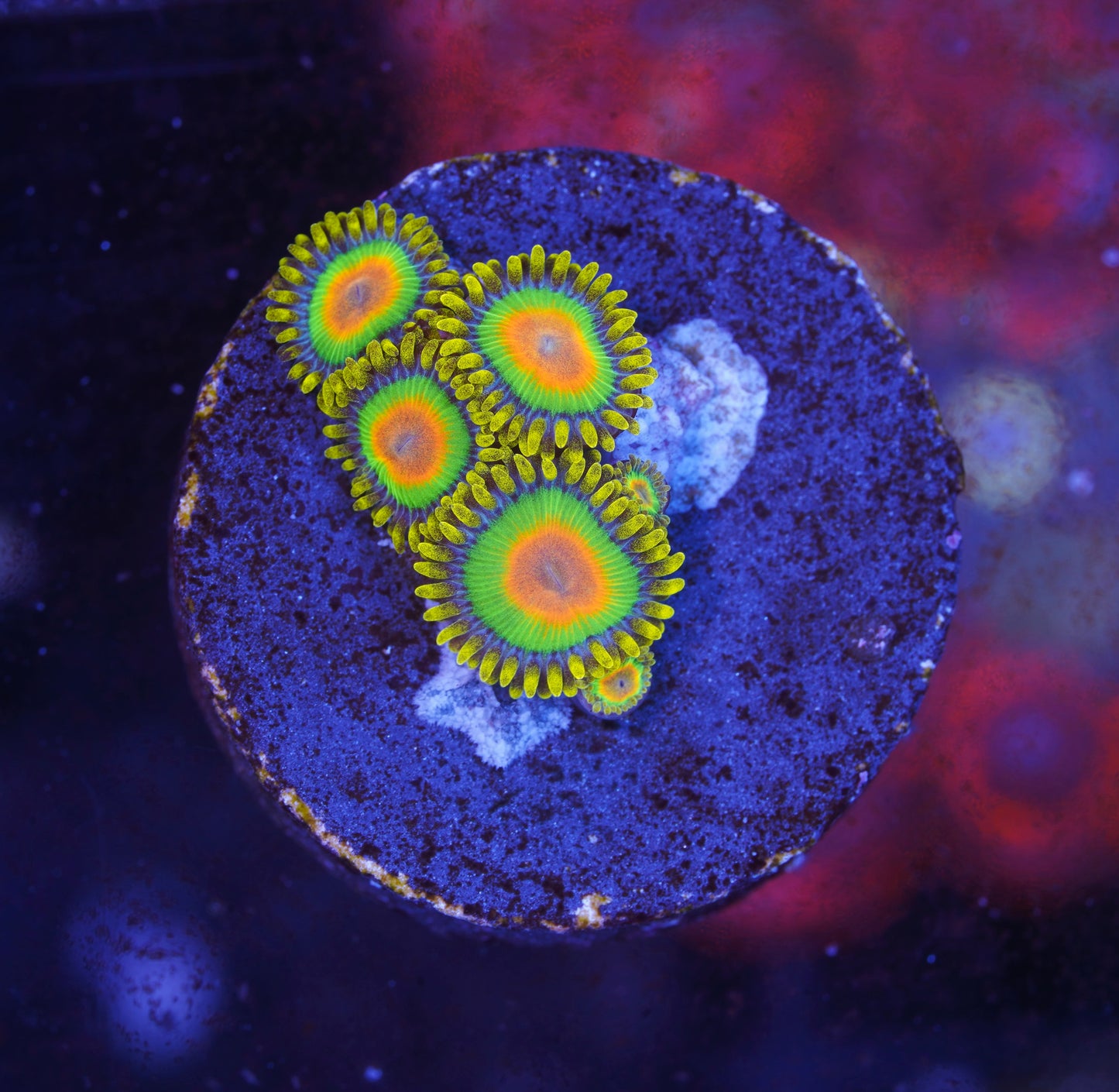 Rasta Zoanthid - Aquacultured WYSIWYG