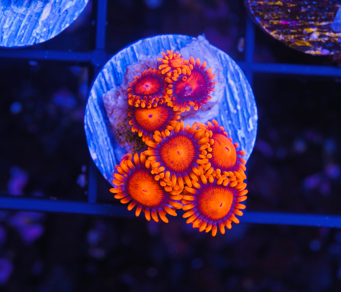 Bam Bam Zoanthid - Aquacultured WYSIWYG