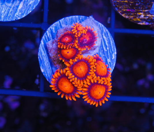 Bam Bam Zoanthid - Aquacultured WYSIWYG