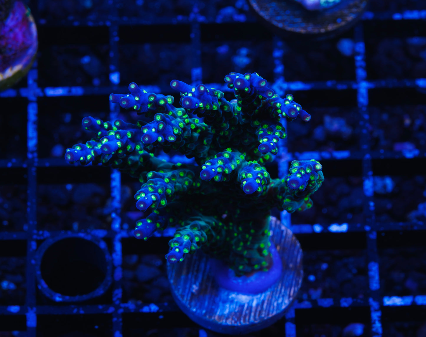 Garf Bonsai Acropora Colony - Aquacultured WYSIWYG