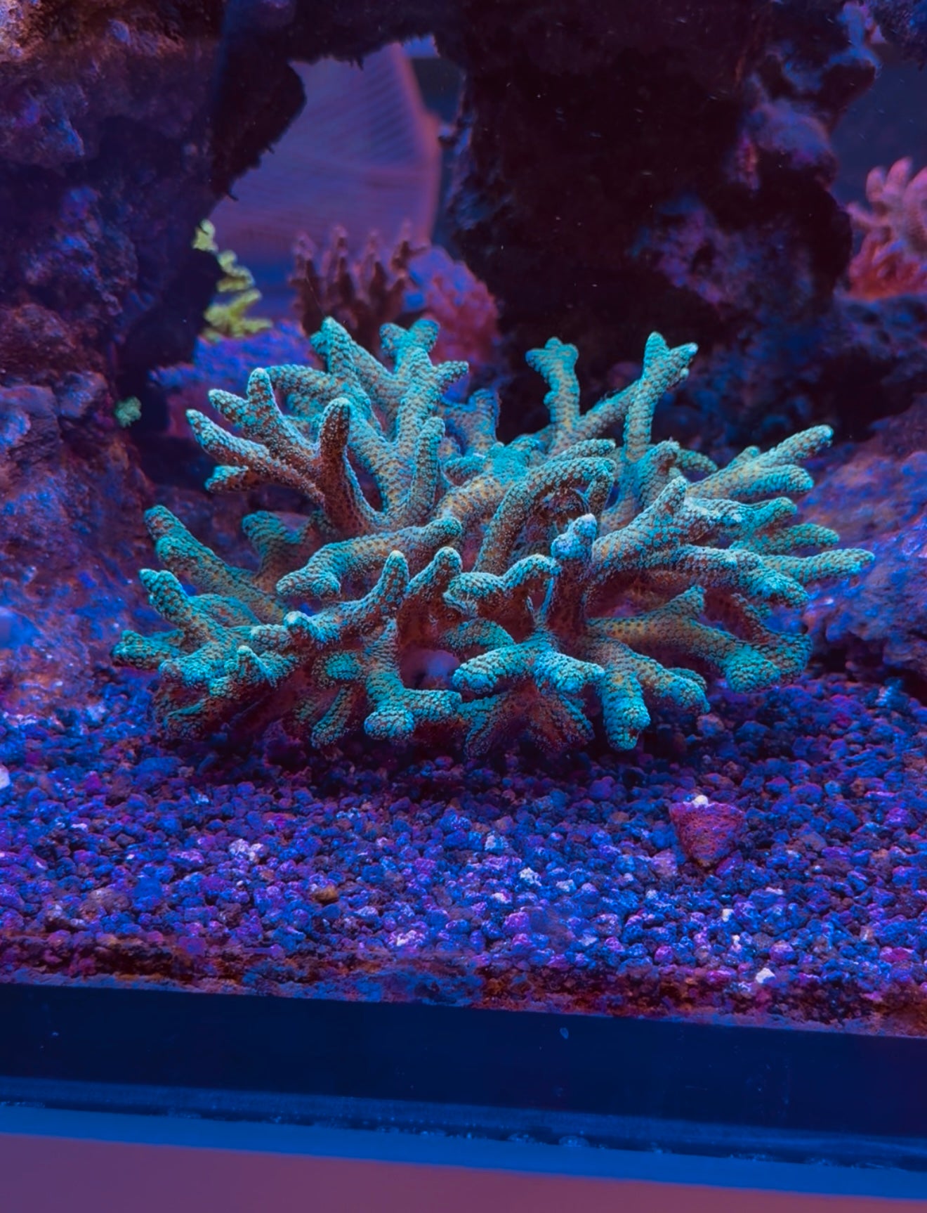 ORA Bird of Paradise Colony - Aquacultured WYSIWYG ~6”