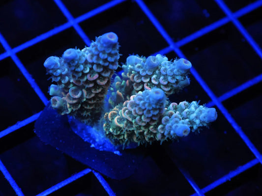 Indo Premium Rainbow Tenuis Acropora - WYSIWYG