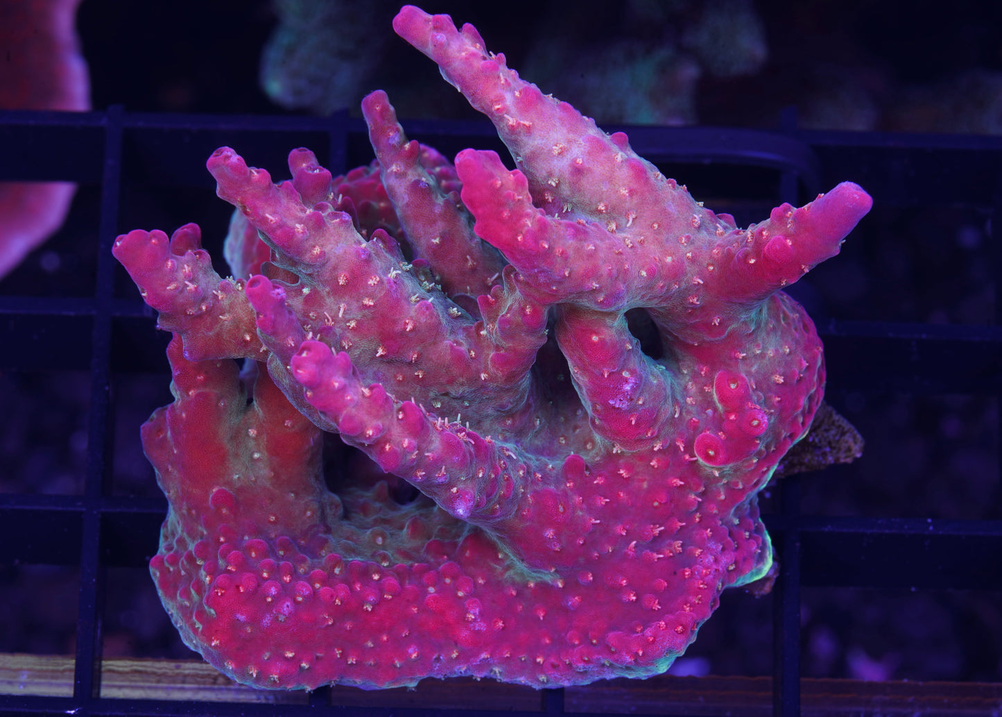 Tyree Pinky The Bear Acropora Mini Colony - Aquacultured WYSIWYG