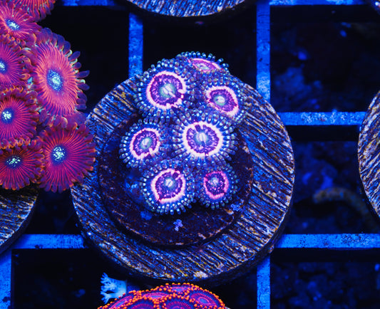 Pink Zipper Zoanthid - Aquacultured WYSIWYG