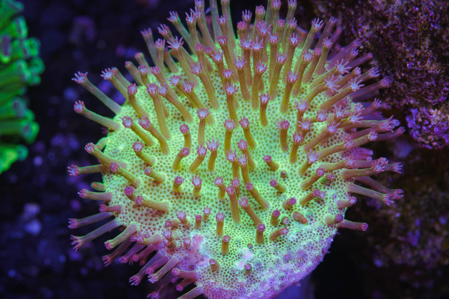Japanese Toadstool - Aquacultured WYSIWYG ~2 inches