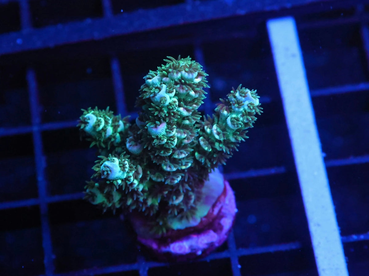 Indo Premium Tenuis Acropora - WYSIWYG
