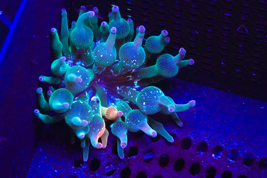ECC Grafted Nexus Burst Bubble Tip Anenome 1/10 Red - Aquacultured WYSIWYG
