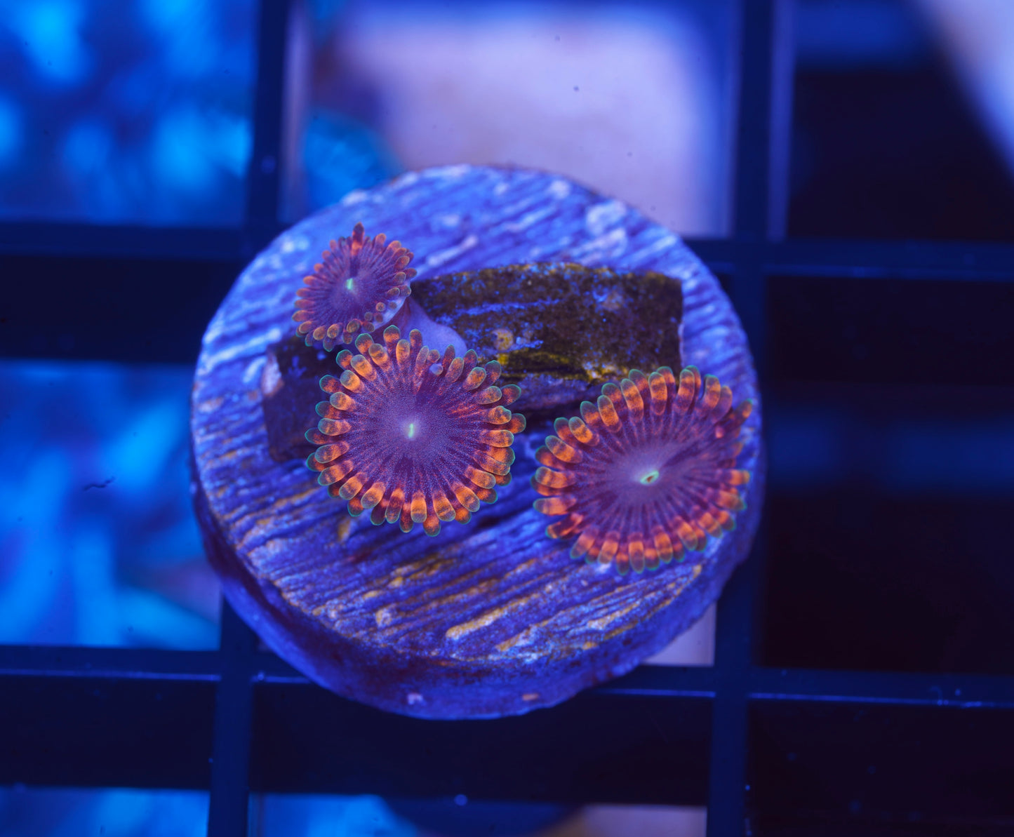 JF Fairy Fart Zoanthid - Aquacultured WYSIWYG