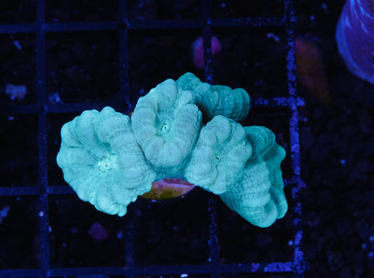 Teal Candy Canes - Aquacultured WYSIWYG