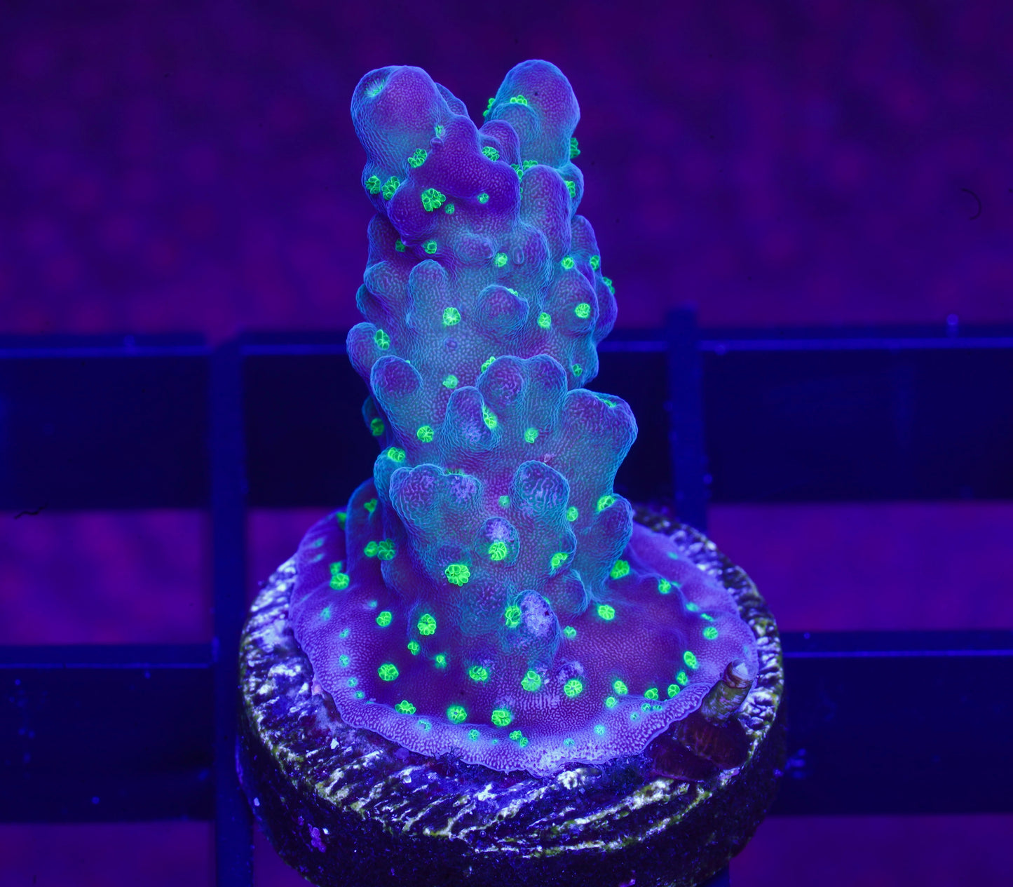 TSA Sour Patch Acropora - Aquacultured WYSIWYG