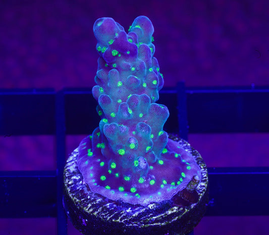 TSA Sour Patch Acropora - Aquacultured WYSIWYG