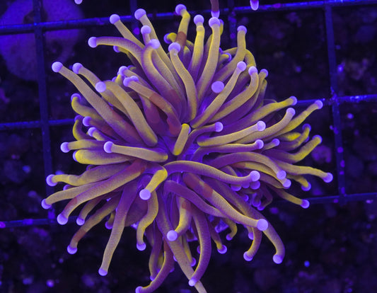 Indo Gold Torch - Aquacultured WYSIWYG ~1 Head