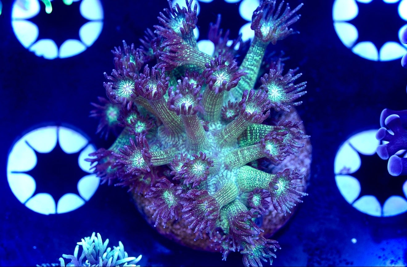 Glitter Bomb Goniopora - Aquacultured WYSIWYG
