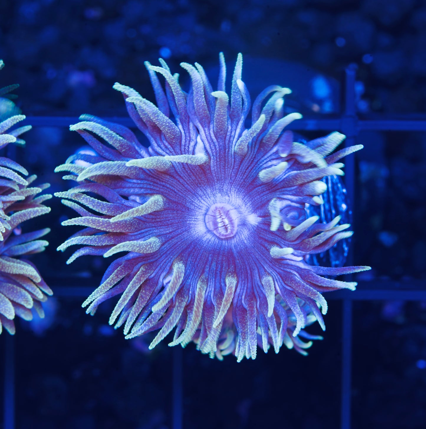 Blue Duncans - Aquacultured WYSIWYG