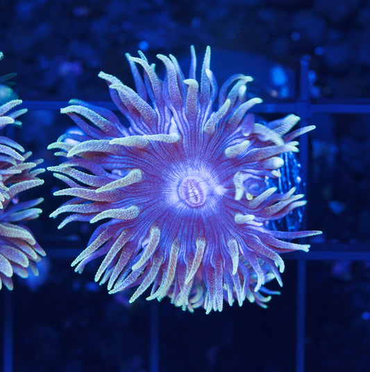 Blue Duncans - Aquacultured WYSIWYG