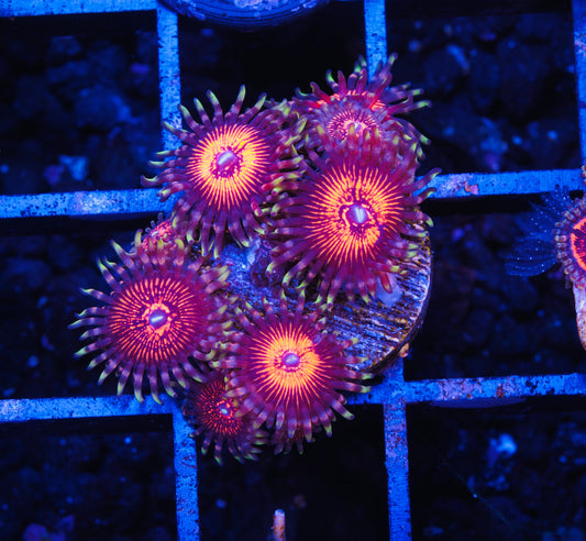 God of War Zoanthid - Aquacultured WYSIWYG