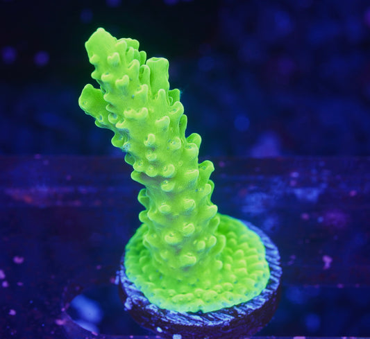 Bali Green Slimer Acropora - Aquacultured WYSIWYG