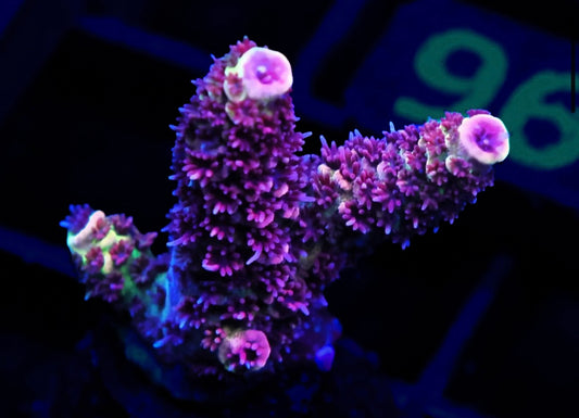 Assorted Premium Acropora - WYSIWYG