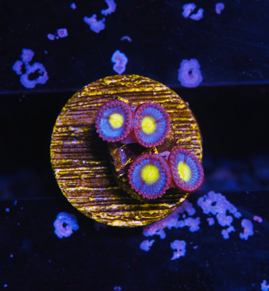 AOI Zoanthid - Aquacultured WYSIWYG