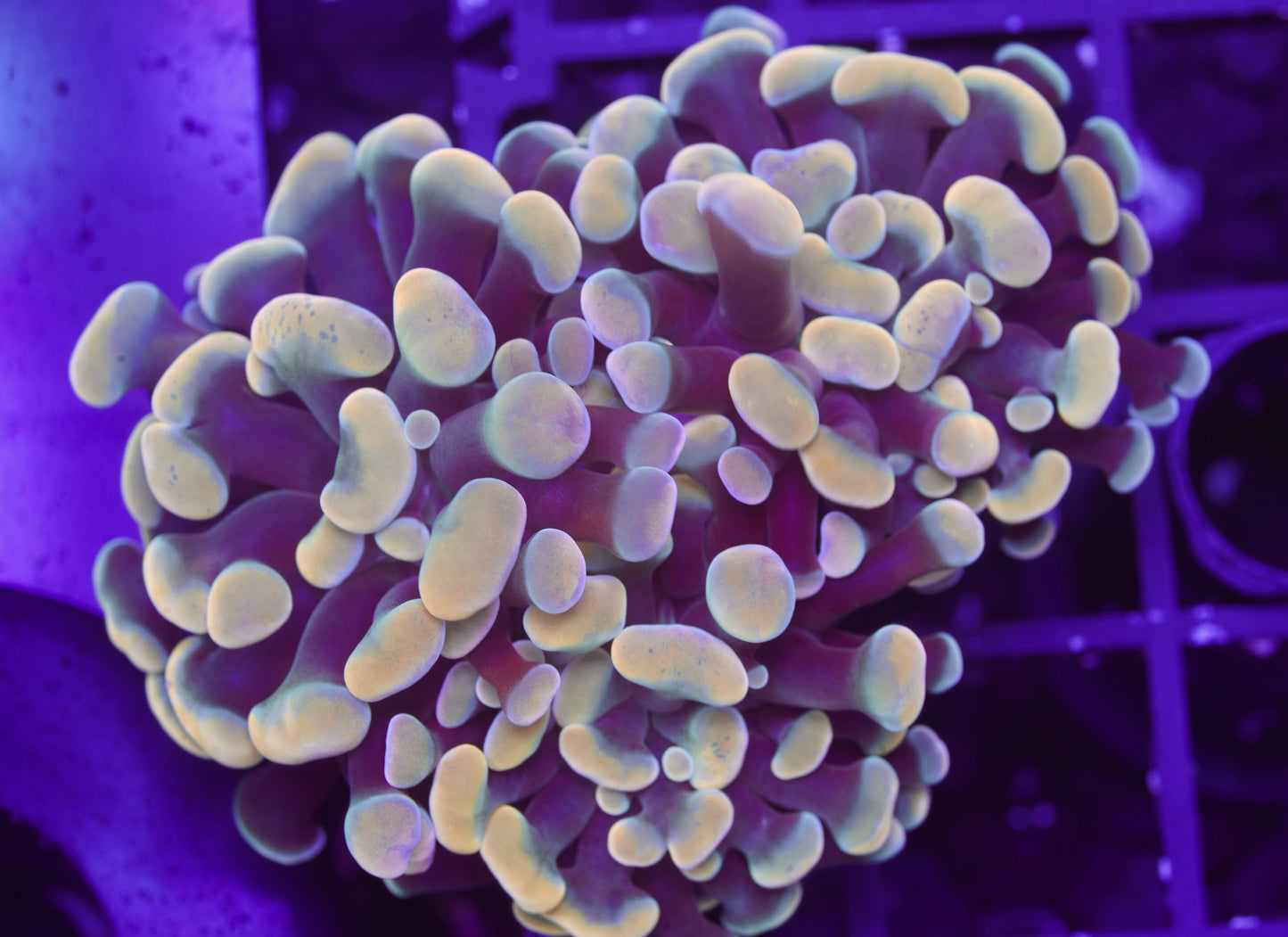 Golden Rainbow Hammer ~3 Heads - Aquacultured WYSIWYG