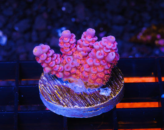Cherry Bomb Tenuis Acropora - Aquacultured WYSIWYG