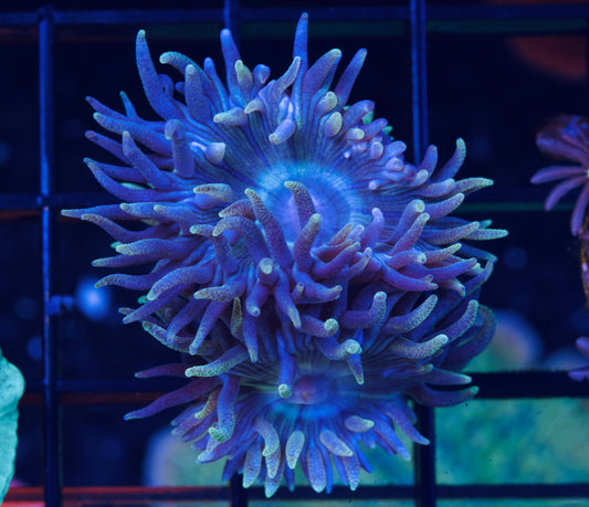 Aussie Blue Duncans +7 Heads - Aquacultured WYSIWYG