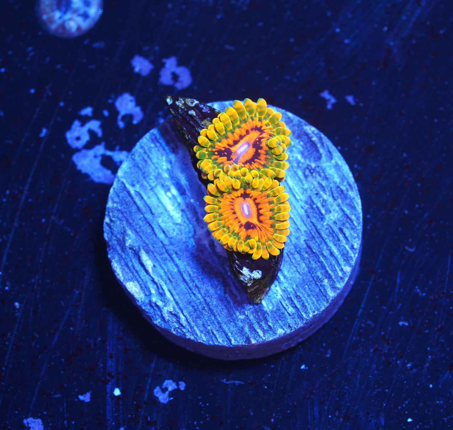 GMK Zoanthid - Aquacultured stock Frag
