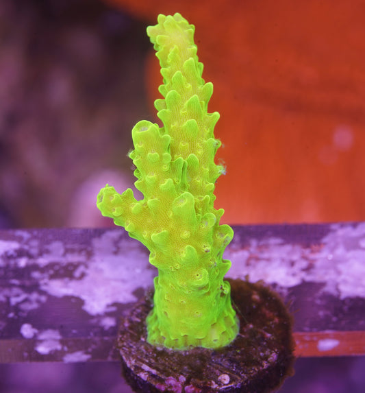 Green Slimer Acropora - WYSIWYG