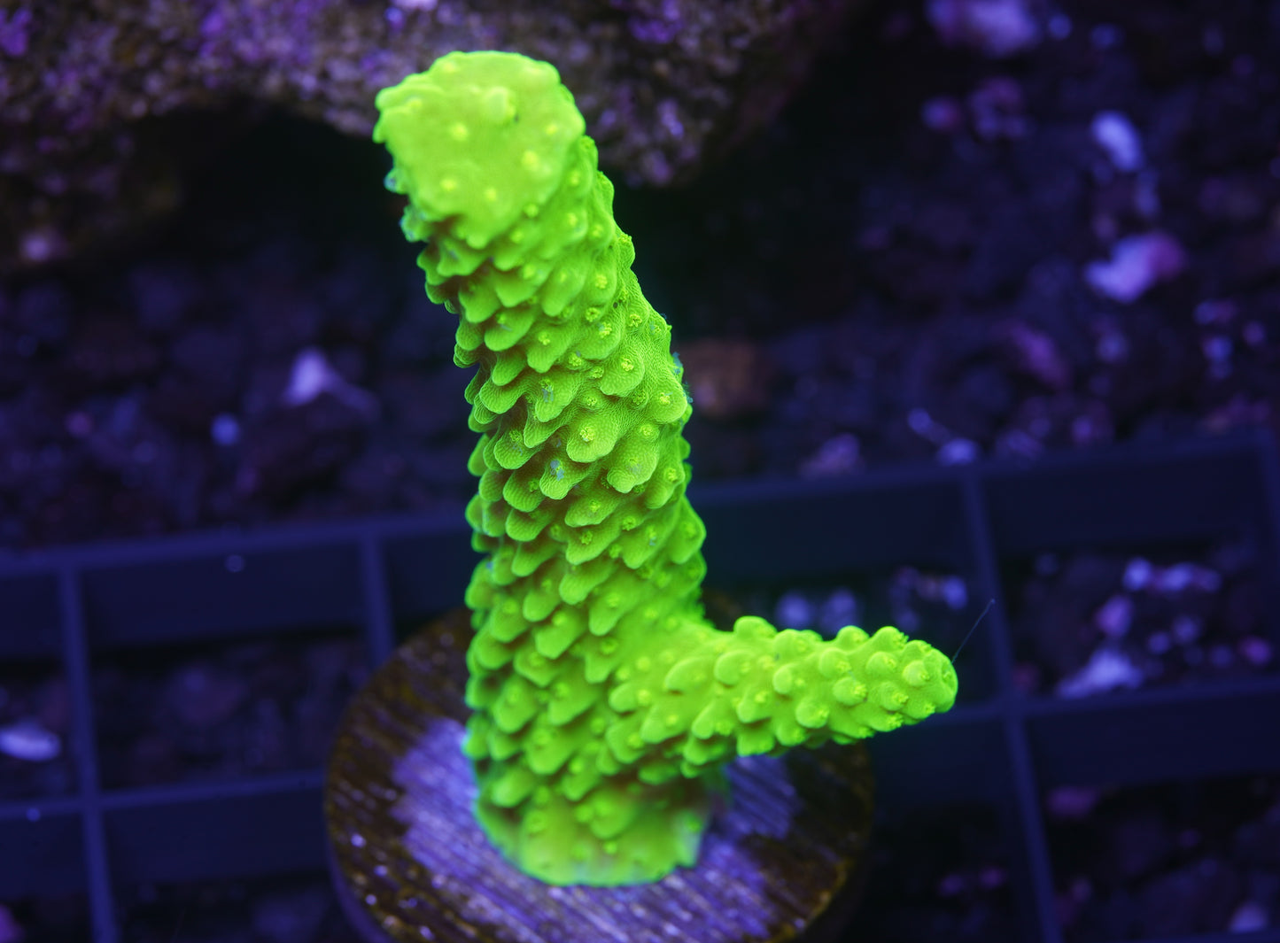 Bali Green Slimer Acropora - Aquacultured WYSIWYG