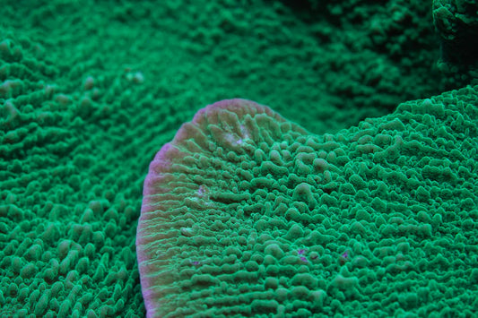Green Plating Montipora - Aquacultured Stock Frag