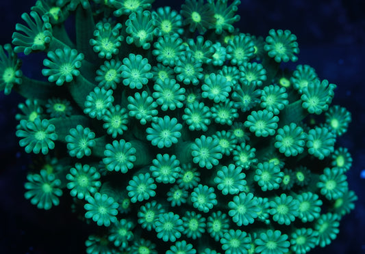 Green Petal Alveopora