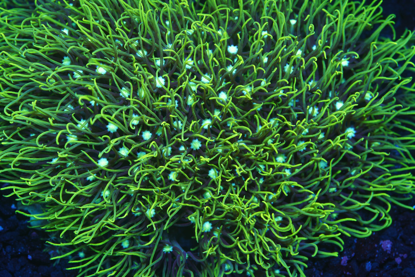 Green Star Polyps