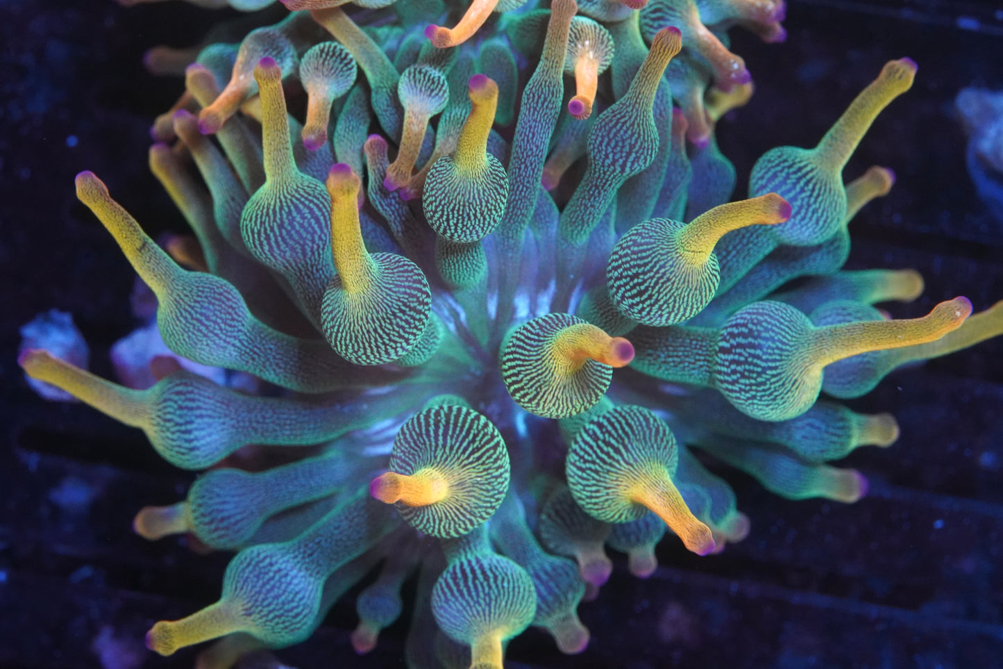 BTS Holy Grail Bubble Tip Anenome - WYSIWYG