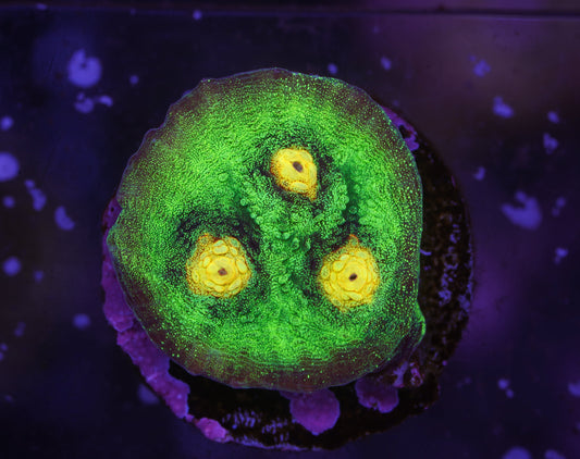 JF Raja Rampage Chalice - Aquacultured WYSIWYG