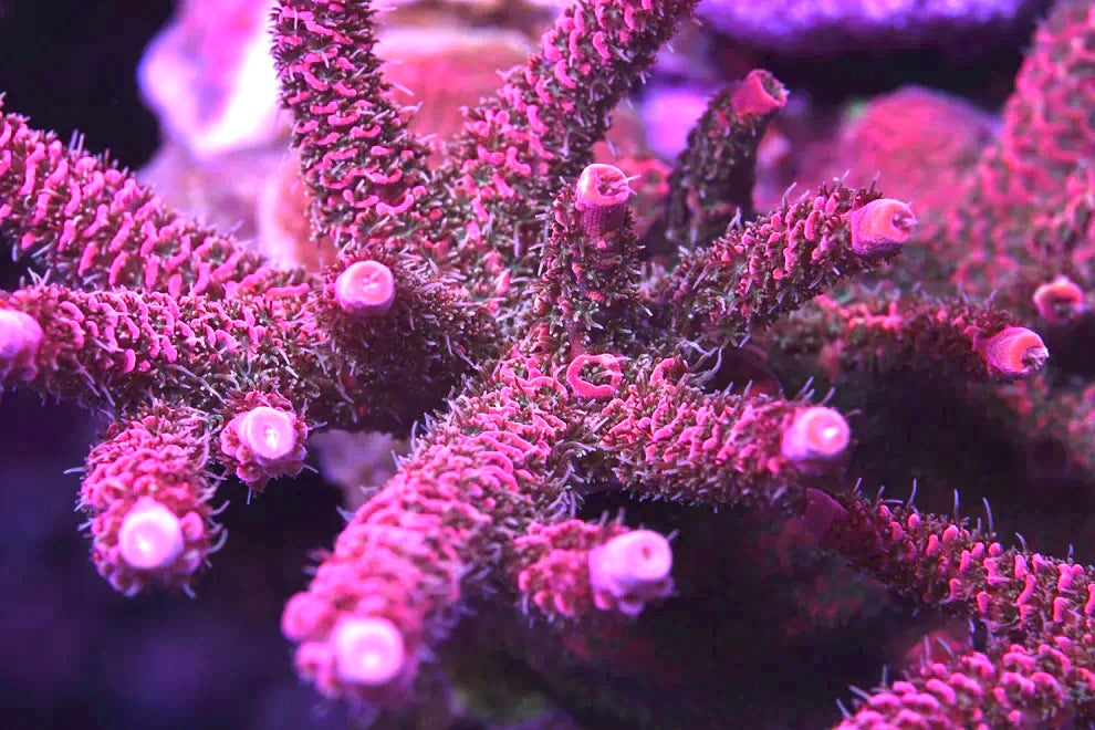 TSA Wooly Mammoth Acropora - Aquacultured WYSIWYG