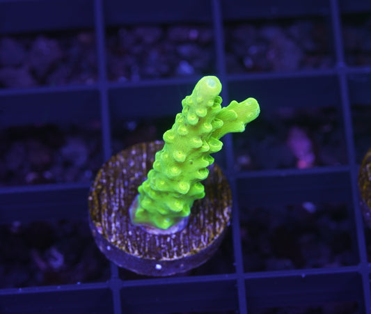 Bali Green Slimer Acropora - Aquacultured Stock Frag