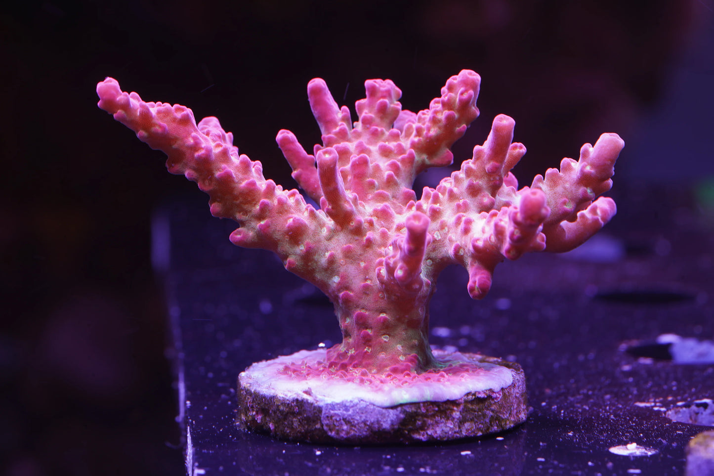 Tyree Pinky The Bear Acropora - Aquacultured Stock Frag