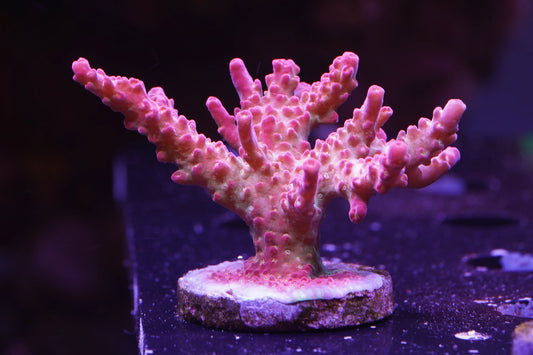 Tyree Pinky The Bear Acropora - Aquacultured Stock Frag