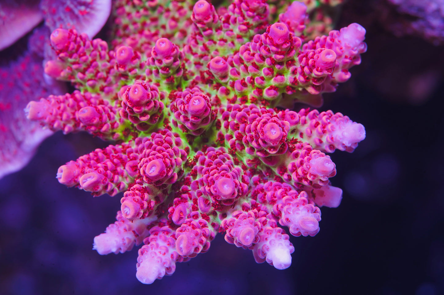 TSA Princess Peach Acropora- Aquacultured WYSIWYG